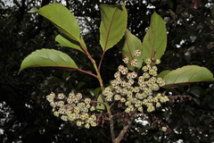 Elaeocarpus glandulosus